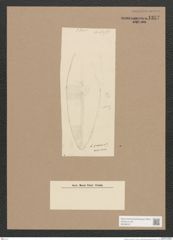 Navicula sp. (de-Toni-Nr.: Genus 1) Zeichnungen Sammlung Grunow Nr. 1357 (NHMW-BOT-W0368301)